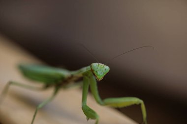 Yeşil peygamber devesi gibi görünen cıvata gözlü peygamber devesi makro fotoğraf.