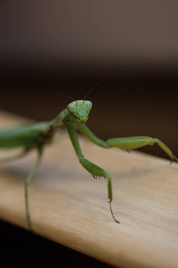 Bir peygamber devesi tahta bir yüzeyde sürünür yeşil peygamber devesi böcek makro fotoğrafı