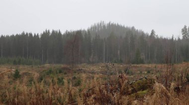 Ormanda bir ağacı olan güzel bir manzara.