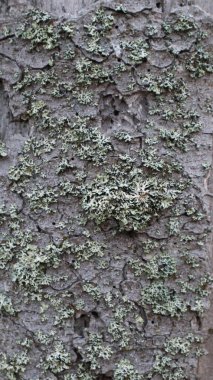 Eski ağaç kabuğu dokusu