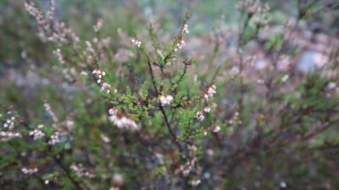 Güzel botanik fotoğrafı, doğal duvar kağıdı.