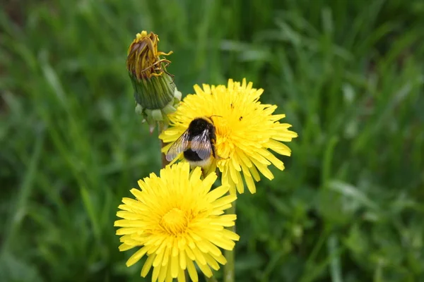 Bienen Sammeln Pollen Auf Grünem Gras — Stockfoto