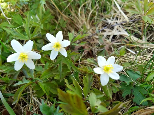 Άσπρα Λουλούδια Στο Δάσος — Φωτογραφία Αρχείου