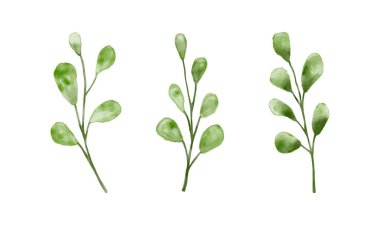 suluboya tarzında yaprak çizimi