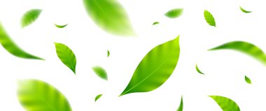 Uçan yapraklar tasarımı, tasarım ögeleri için uygun