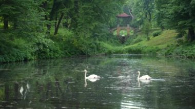 Pair of white swans swimming in the peaceful lake in the beautiful green national park 