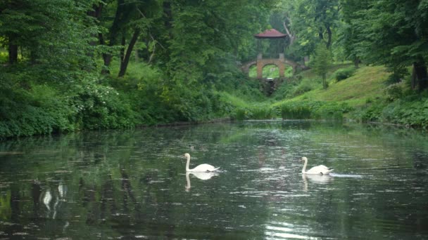 美しい緑の国立公園の静かな湖で泳ぐ白い白鳥のペア — ストック動画