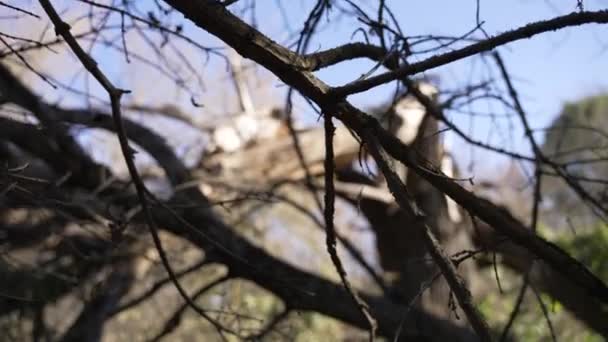 Alejar Vista Través Las Ramas Del Viejo Árbol Ominoso Caído — Vídeos de Stock