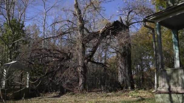 Widok Stare Złowieszcze Drzewo Opuszczonym Miasteczku Wysokiej Jakości Materiał — Wideo stockowe