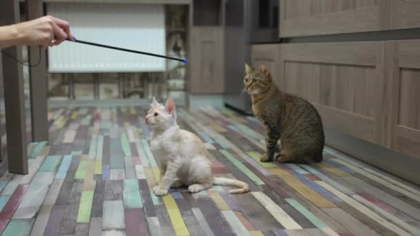 Colpo Rallentatore Carino Gattino Rosso Divertirsi Giocare Mentre Madre Gatto — Video Stock