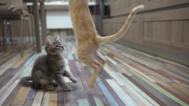 Uno Scatto Rallentatore Che Cattura Due Adorabili Gattini Impegnati Giocare — Video Stock