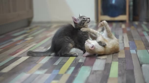 Disparo Cámara Lenta Dos Gatitos Lindos Jugando Entre Pequeños Gatos — Vídeo de stock