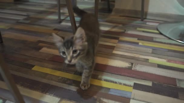 Primo Piano Due Simpatici Gattini Miagolare Guardare Nella Fotocamera Colpo — Video Stock