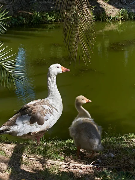 Goose His Son Natural Lake — Stock Photo, Image