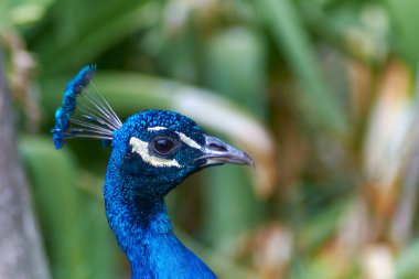 Doğadaki kuş, bu doğal ortamda bir tavus kuşu. Arka plan bulanık ve yeşil..