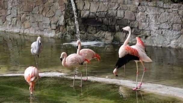 Rebanho Flamingos Uma Reserva Natural Eles Estão Paz Acesso Água — Vídeo de Stock