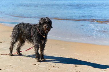 Kara köpek deniz kıyısındaki kumda yüzüyor, o mutlu çünkü o suda yüzüyor. Komik konsept, macera, evcil hayvan sporu.
