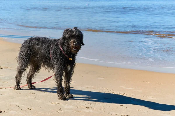 Черная Собака Песке Моря Счастлив Потому Плавает Воде Смешная Концепция — стоковое фото