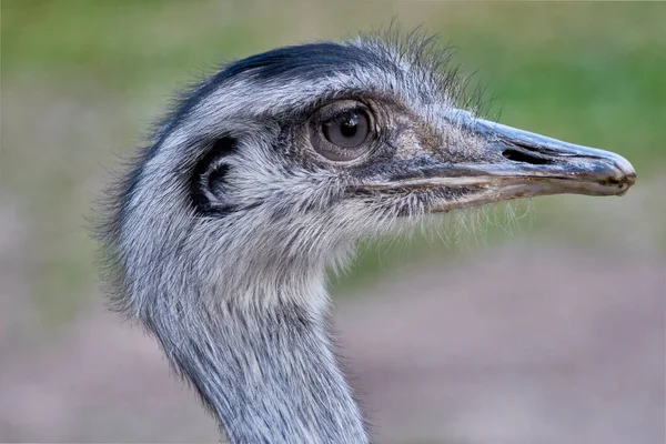 Close Struthio Camelus Bird Out Focus Background Ostrich Profile — Stock Photo, Image