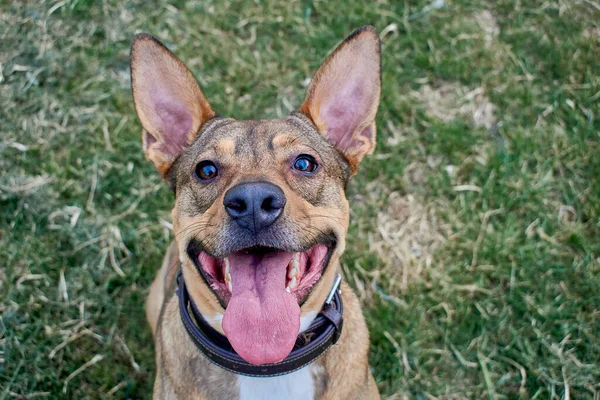 Великий Вухатий Собака Дивиться Камеру Його Язик Стирчить Виглядає Щасливим Стокове Фото