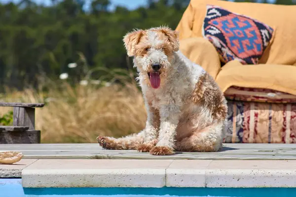 Sıcak bir yaz gününde Fox Terrier köpeği havuz kenarında dinleniyor. Hayvanın dili çıktı.