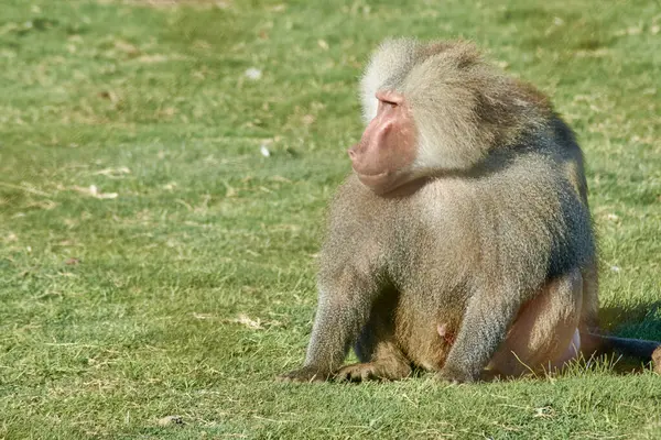 Maymun Maymun tüm vücudu çimlerin üzerinde yan bakıyor. Bilimsel adı Papio hamadryas ama aynı zamanda kutsal babun, papio, hamadryas babun ve Mısır kutsal babunu olarak da bilinir..