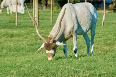 Adax wild animal eating grass, its horns can be seen. Scientific name of the mammal Addax nasomaculatus clipart