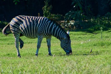 Tipik zebra bir bacağı havada doğal bir ortamda otluyor. Bilimsel adı Equus quagga 'dır..