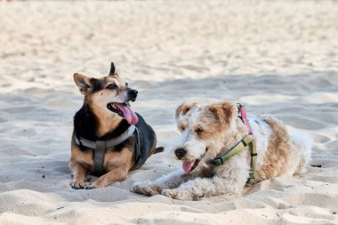 İki köpek kumun üzerinde yatıyor. Birinin siyah ve kahverengi kürkü vardır ve gri bir koşum takımı takarken, diğerinin kahverengi benekleri ve yeşil ve pembe bir koşumu vardır. İkisinin de dili çözüldü. Tilki Teriyeri Kablosu