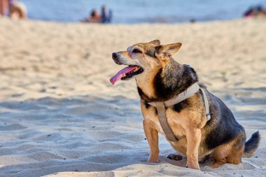 Adorable dog sitting on the sand on a beach. The dog is wearing a gray harness and has its tongue out due to the heat or after having been playing. Summer season clipart