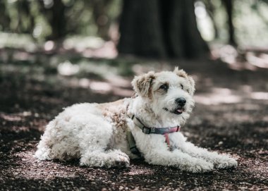 Bir tilki teriyer köpeği orman zemininde renkli koşumlarıyla dinleniyor. Güneş ışığı sonbahar mevsiminde ağaçların arasından süzülür..
