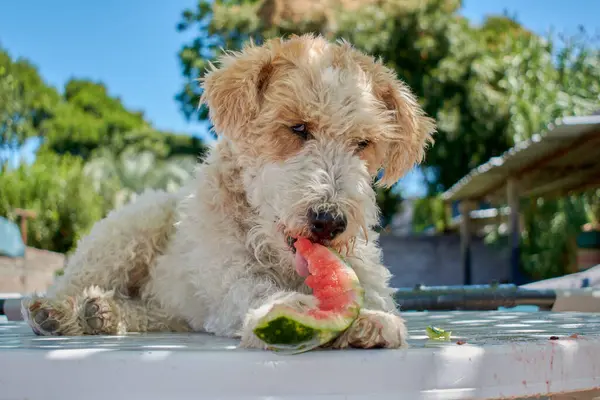Tilki teriyeri bir yaz günü yüzeyde yatarken bir dilim karpuzun tadını çıkarır..