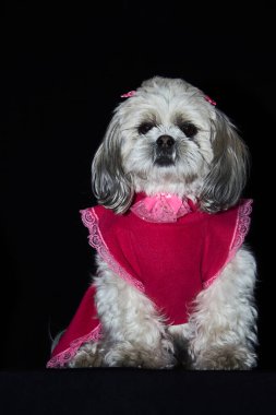 Beyaz ve gri kürklü, pembe dantelli kırmızı bir elbise giymiş küçük bir köpek. Köpek siyah bir yüzey üzerinde poz veriyor, kürkü ve koyu arkaplan arasındaki zıtlığı vurguluyor..