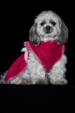 Beyaz ve gri kürklü küçük köpek pembe dantelli zarif bir kırmızı elbise giyiyor. Sakince oturup, karanlık arka plana karşı duruyor, hem cazibe hem de stil yayıyor.