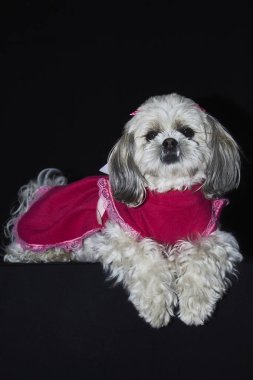 Beyaz ve gri kürklü, pembe dantelli kırmızı bir elbise giymiş küçük bir köpek. Köpek siyah bir yüzey üzerinde poz veriyor, kıyafetlerini ve huzurlu ifadesini vurguluyor..