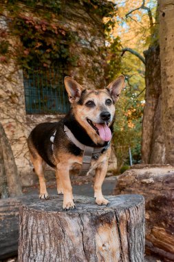 Bir sonbahar ormanında ağaç gövdesinde duran bir köpek. Doğal ışık, kırsal dokular ve dingin ruh hali mevsimsel, açık hava ya da evcil hayvan odaklı kampanyalar için mükemmel.