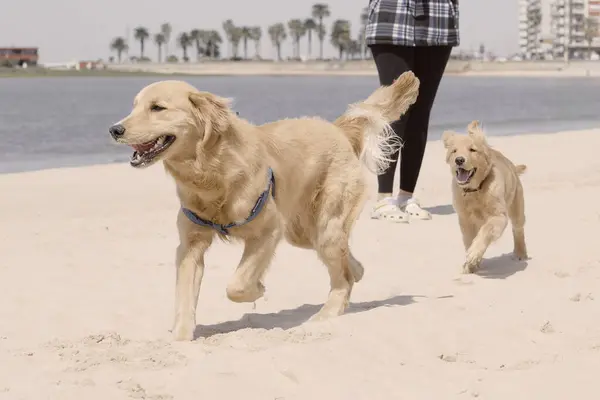 İki Golden Retriever sahibleriyle sahilde mutlu bir şekilde koşuyor. Palmiye ağaçları, binalar ve açık hava enerjisiyle kıyı şehri sahnesi.
