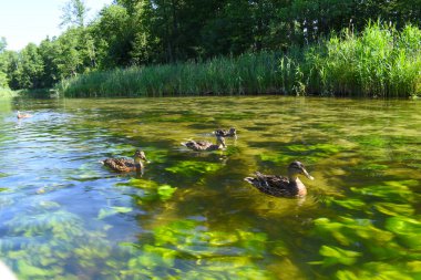 Krutyn nehrinde ördekler