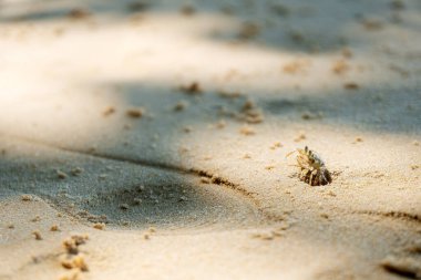 Kumsalda hayalet yengeç. Deliğin yanındaki pençe..