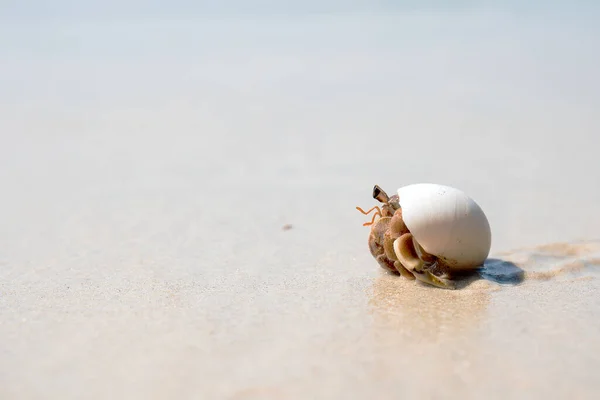 Kumsalda keşiş yengeci. Güneşli bir günde sahilde sürünüyor..