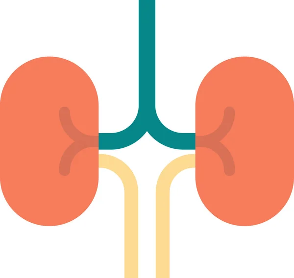 Kidney Illustration Minimal Style Isolated Background — Stock Vector