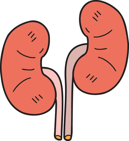 Hand Drawn Kidney Illustration Isolated Background — Stock Vector