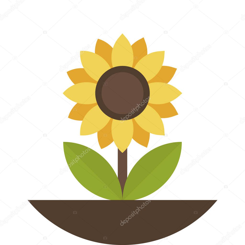 Sunflower illustration in minimal style isolated on background