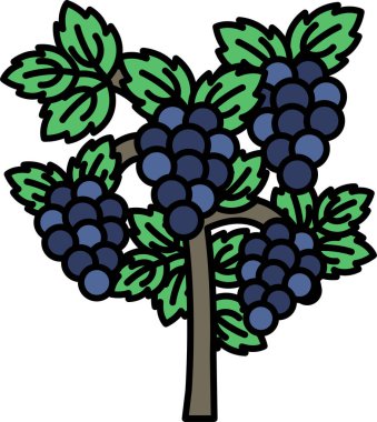 Yeşil yapraklı ve mavi üzümlü bir ağaç. Üzümler bir araya toplanmış ve ağaçtan sarkmış.