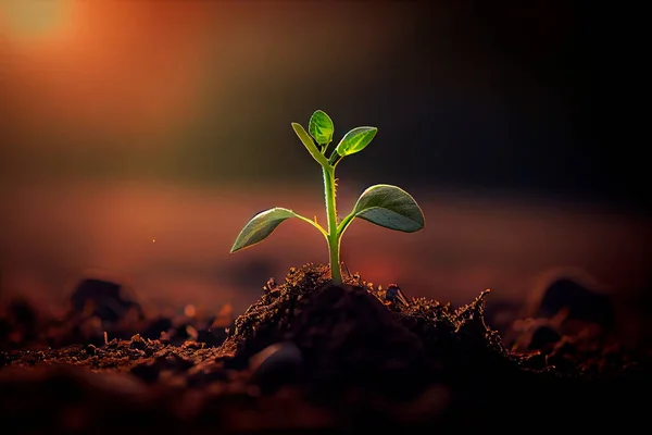 Young Sprouts Seedlings Growing New Life Concept Green Plant Growing — Stock Photo, Image