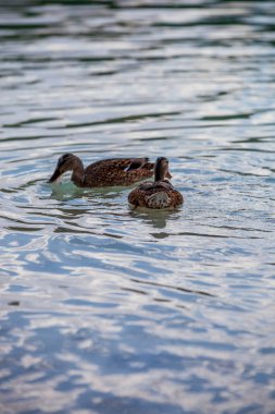 İspanya 'nın Abacete ve Ciudad Real eyaletleri arasındaki Ruidera gölleri. Yüksek kalite fotoğraf