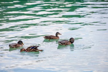 İspanya 'nın Abacete ve Ciudad Real eyaletleri arasındaki Ruidera gölleri. Yüksek kalite fotoğraf