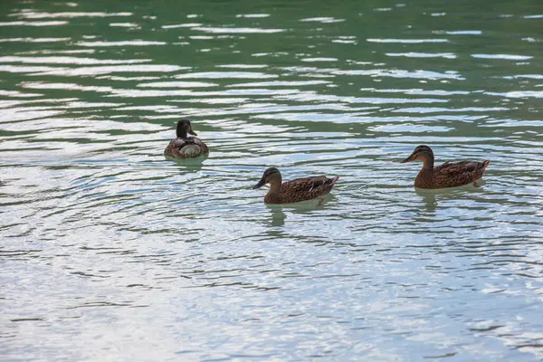 İspanya 'nın Abacete ve Ciudad Real eyaletleri arasındaki Ruidera gölleri. Yüksek kalite fotoğraf