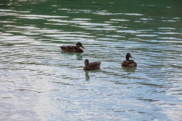 İspanya 'nın Abacete ve Ciudad Real eyaletleri arasındaki Ruidera gölleri. Yüksek kalite fotoğraf
