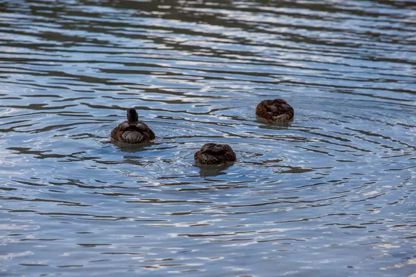 İspanya 'nın Abacete ve Ciudad Real eyaletleri arasındaki Ruidera gölleri. Yüksek kalite fotoğraf